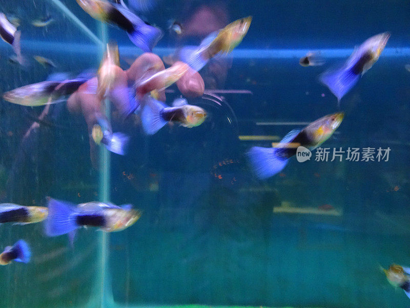 热带鱼缸水族馆图片，蓝尾孔雀鱼/雄孔雀鱼